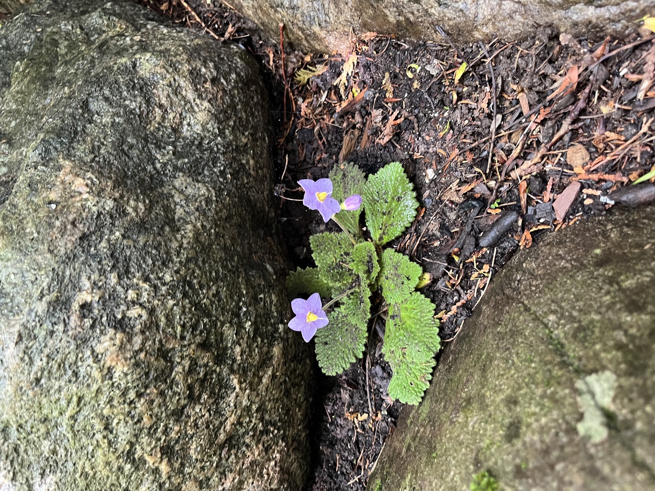 A perennial ramonda resembling an African violet